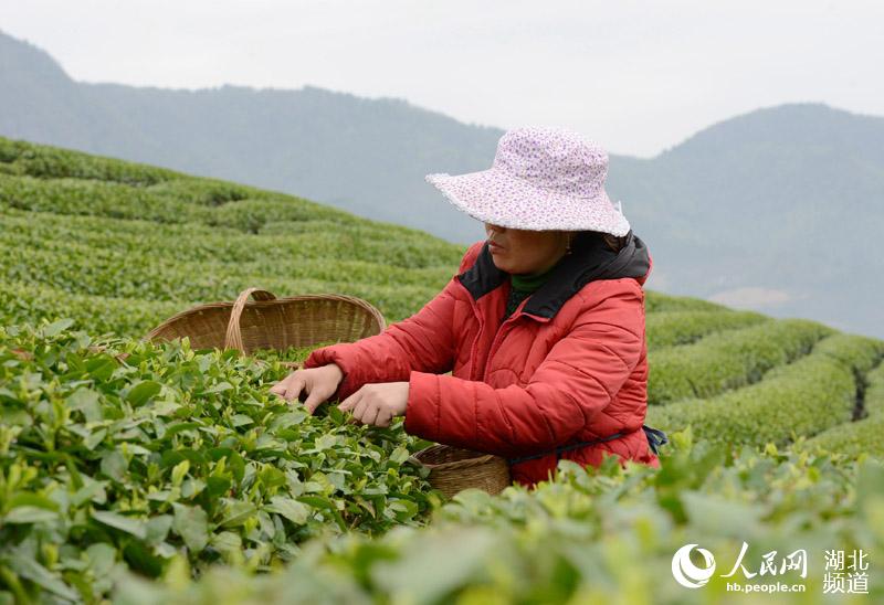 茶农摘茶叶