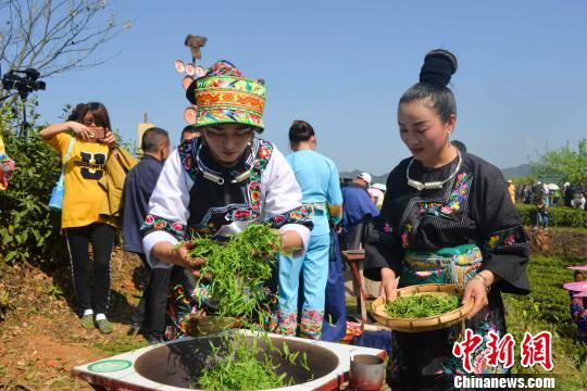 苗家姑娘进行传统手工炒茶。 张承印 摄