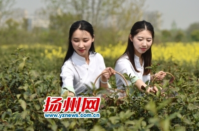 “茶娘”在采茶。