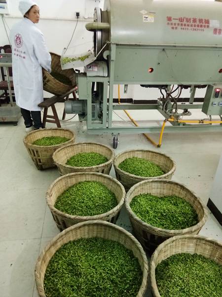 桑茶交售加工