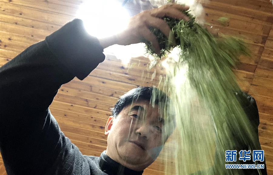 （图片故事）（8）手工制茶人 三代传茶香