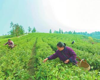 “一杯茶”如何跻身“国家级”？