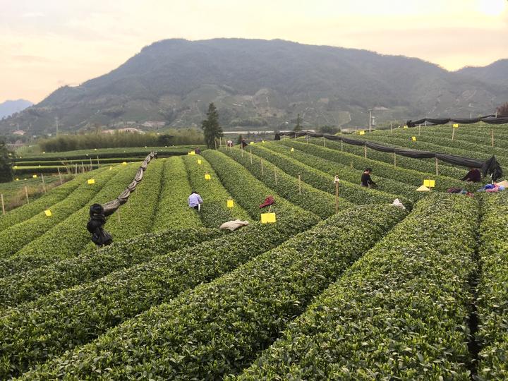松阳茶园