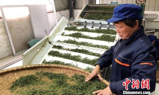 探访安徽桐城山村:标准生产“桐城小花”打造致富之花