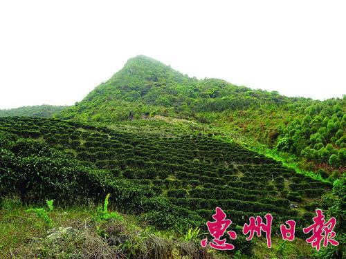 ▲高山茶园环境很好,种出来的茶很受欢迎。
