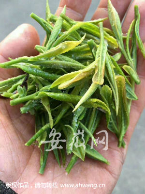 茶叶霜冻