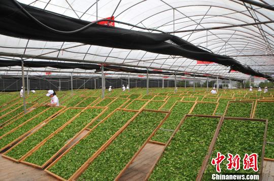 图为福鼎白茶晒茶场。 叶茂 摄 图为福鼎白茶晒茶场。 叶茂 摄