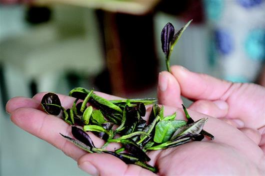 紫茶