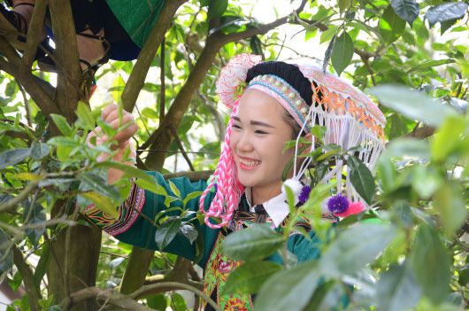美女采茶