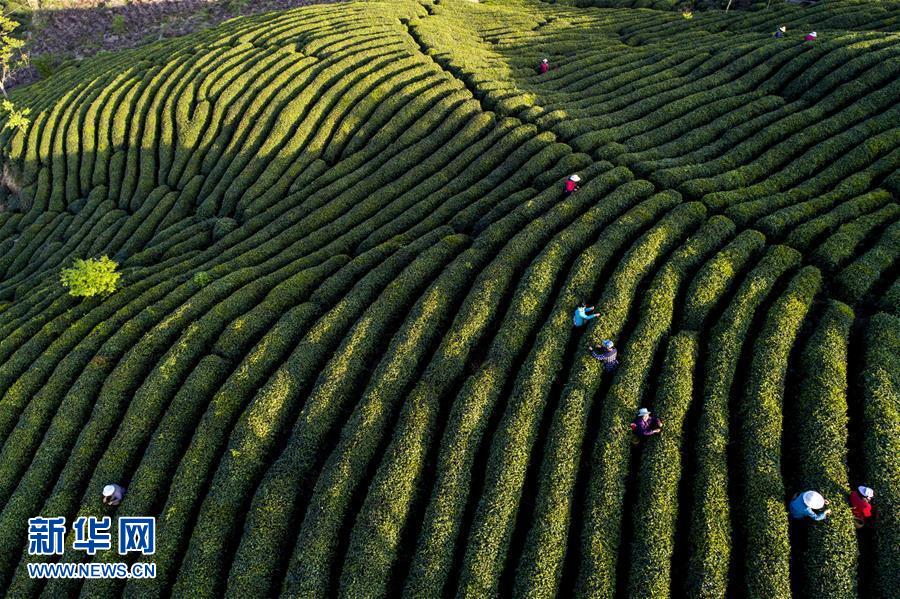 陕西勉县茶叶茶园