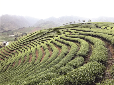 武夷山茶山