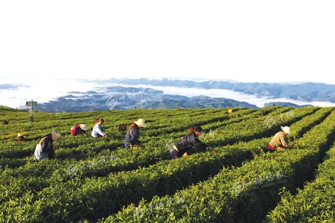 茶文化旅游线路