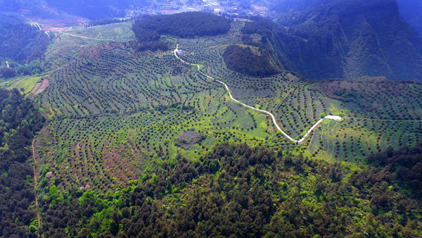 美丽茶园