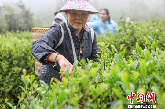乡村振兴应该先做地域品牌还是企业品牌？