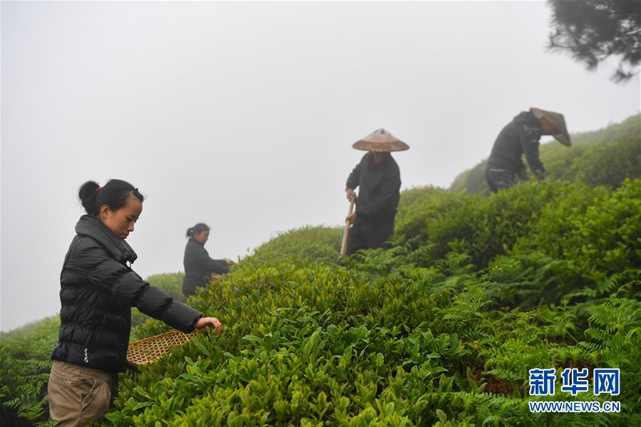 湖南安化：黑茶引领脱贫路