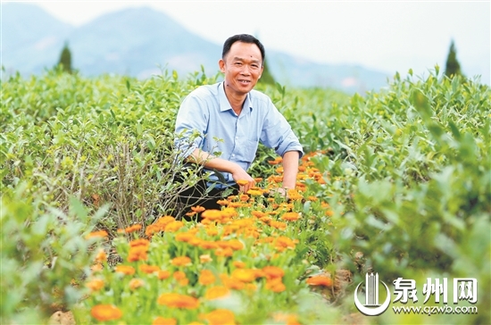 刘金龙的茶园