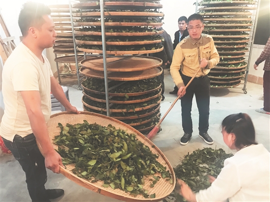 学制铁观音