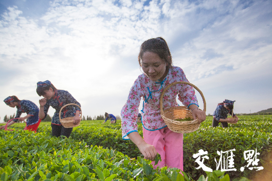 赣榆90后“茶姑”王钧 