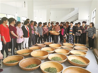 村里开展炒茶师培训