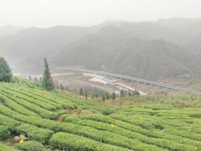 图为湖北省襄阳市谷城县汉家刘氏茶叶基地。