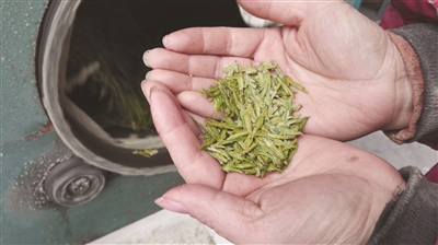 头茬“乌牛早”茶叶