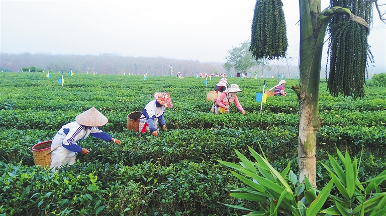 2月10日,茶农忙着采摘春节后第一批春茶。