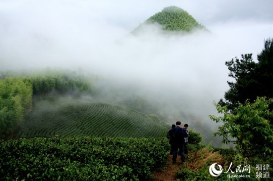 政和云雾茶山
