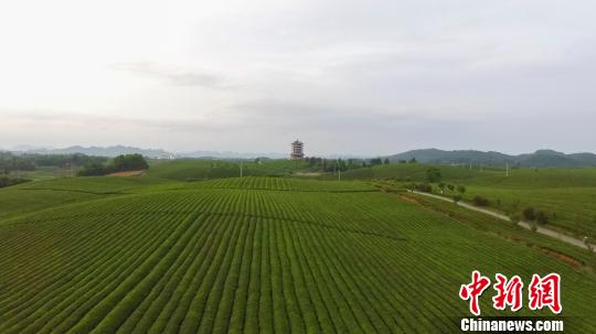 贵州茶叶出口向北欧等国家地区转移