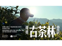 掘记×古茶林