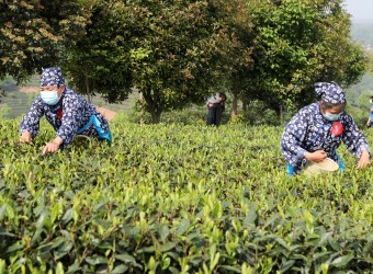 中国茶产业的熊市到了，我们该怎么办？