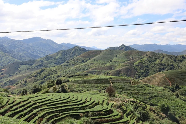 感德镇茶山