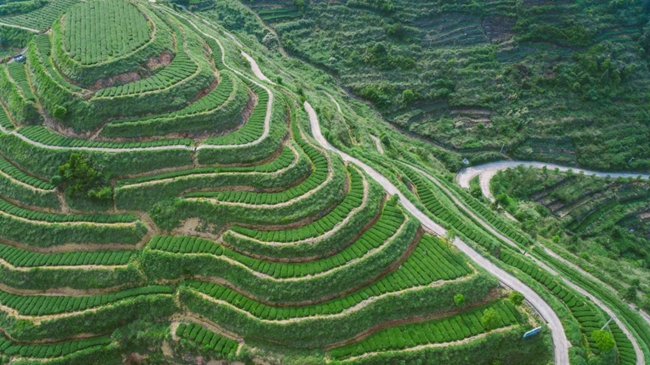 西坪茶园